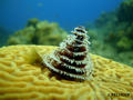 scuba diving photo
