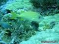 scuba diving photo