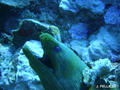 scuba diving photo