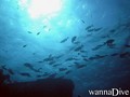scuba diving photo
