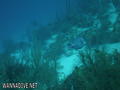 scuba diving photo