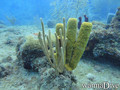scuba diving photo