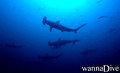 scuba diving photo