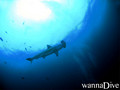 scuba diving photo