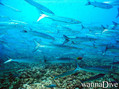scuba diving photo