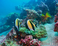 scuba diving photo