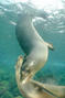 scuba diving photo