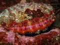 scuba diving photo