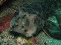 scuba diving photo
