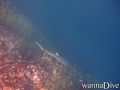 scuba diving photo