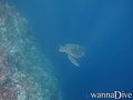 scuba diving photo