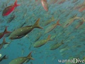 scuba diving photo
