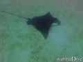 scuba diving photo