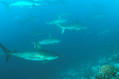 scuba diving photo
