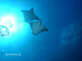 scuba diving photo