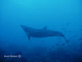 scuba diving photo