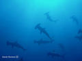 scuba diving photo
