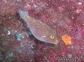 scuba diving photo