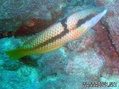 scuba diving photo