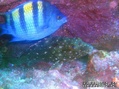 scuba diving photo