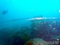 scuba diving photo