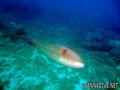 scuba diving photo