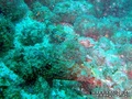 scuba diving photo