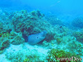 scuba diving photo