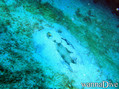 scuba diving photo