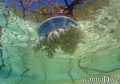 scuba diving photo