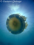 scuba diving photo